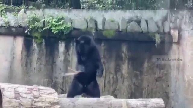 Кунг-фу мишка смотреть онлайн