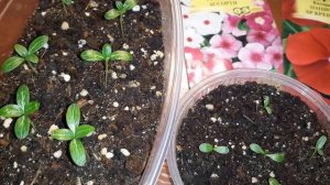 КАТАРАНТУС. ПОСЕВ  СЕМЯН ДВУМЯ СПОСОБАМИ.