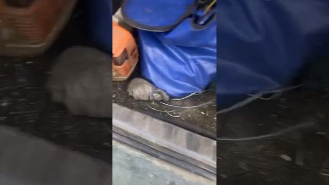 Stihl fs 350 новый триммер уже в работе, пробуем косить новыми ножами. смотреть онлайн