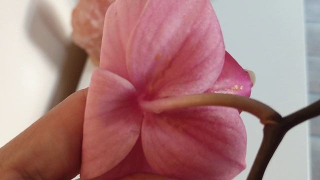 Как обнаружить трипсу на орхидее? смотреть онлайн