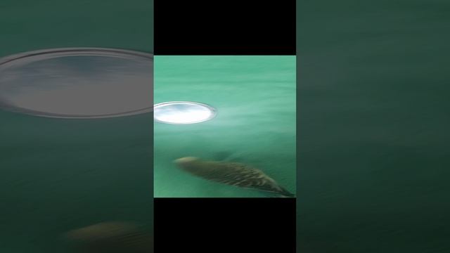 Смешное видео для детей от меня, Мой волнистый попугай по имени Polly гоняется за зеркалом. смотреть онлайн