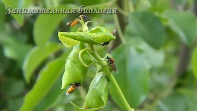 НАШЕСТВИЕ НЕОБЫЧНЫХ КОМАРОВ смотреть онлайн