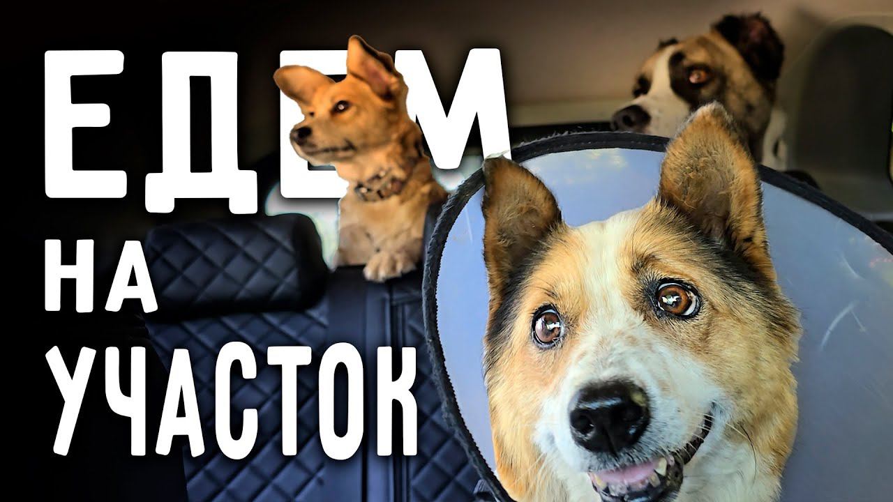 Боня теперь с нами ездит на участок. Нашли еще одну хозяйку,она пришла, когда мы до поздна убирались смотреть онлайн