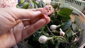 ФУКСИЯ ЗИМОЙ /ХРАНЕНИЕ НА ПОДОКОННИКЕ?