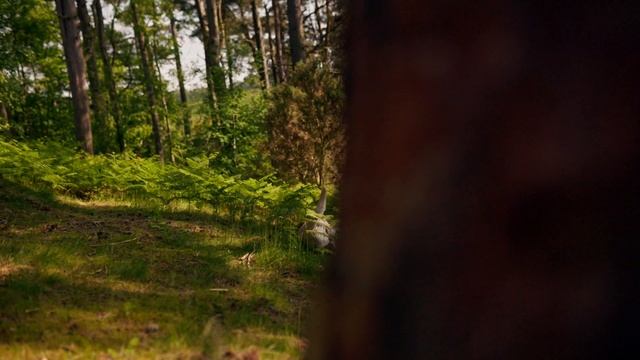 Panasonic S5 Slow Motion 120FPS Samples смотреть онлайн