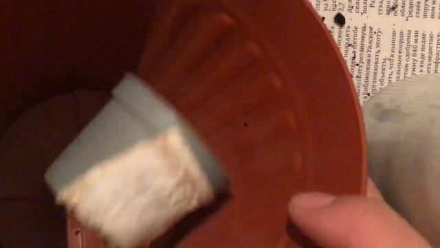 КАЛАНХОЕ МИНИ 😨😨күтімі,отырғызу#каланхоэ гүлінің түрлері смотреть онлайн