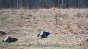Тетеревиный ток весной - удивительная птица тетерев