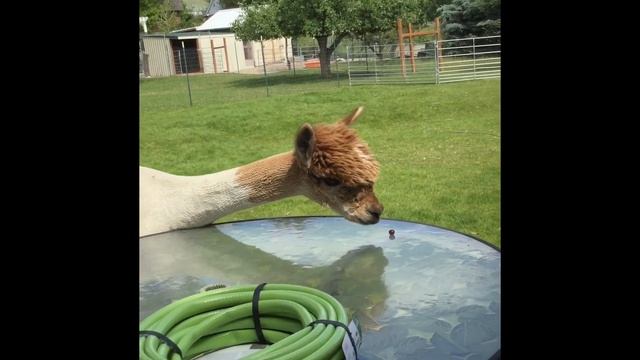 Alpaca and grape (and chick) смотреть онлайн