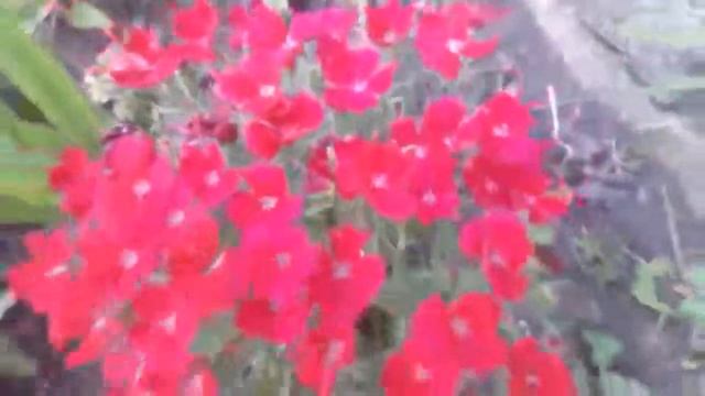 гвоздика двухлетка- свои ранние семена , сроки заготовки и посадки. смотреть онлайн