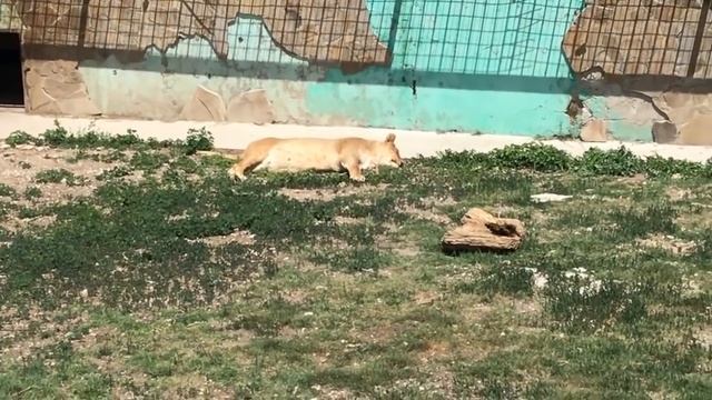 Олег Зубков: о Маме Чоли и ее львятах