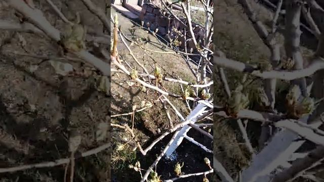 продолжение про грушу северянка. смотреть онлайн