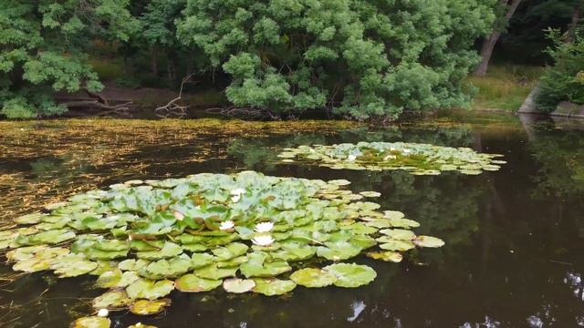 В Ставрополе зацвели кувшинки смотреть онлайн
