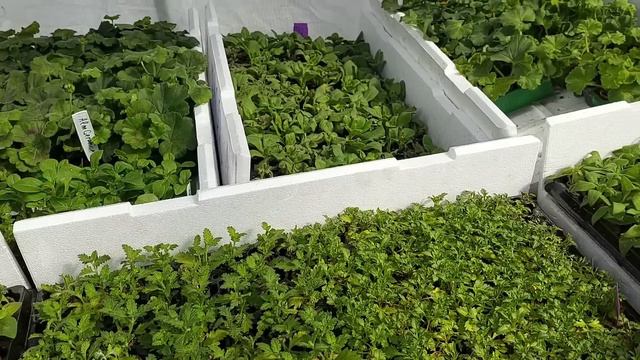 Не сдержать слёз!😭//Получил евро черенок