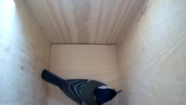 Синичка осматривает скворечник смотреть онлайн