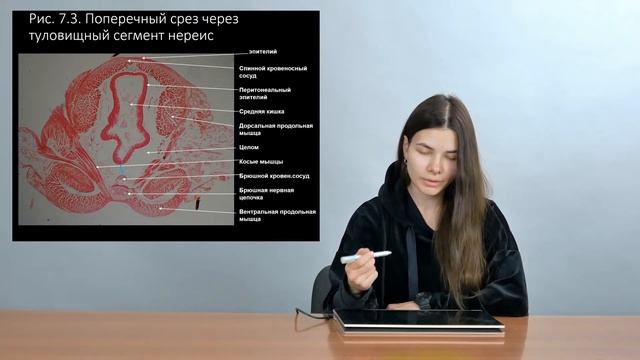 Зоология беспозвоночных. Кольчатые черви (Часть 1 — Многощетинковые черви) смотреть онлайн