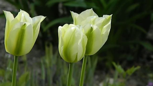 Tulipa Viridiflora Spring Green