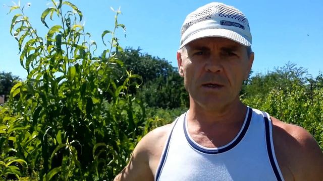 Летняя обрезка-формировка персика на плодоношение следующего года.