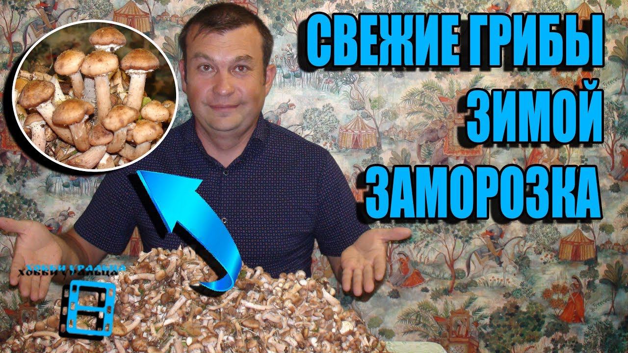 СВЕЖИЕ ОПЯТА ЗИМОЙ. ЗАМОРОЗКА ГРИБОВ НА ЗИМУ. РЕЦЕПТЫ И ЗАГОТОВКИ. ЗАМОРОЗКА ЧАСТЬ 2 смотреть онлайн