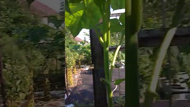 Павловния Шан Тонг! 25.07.2021г. Опыты. смотреть онлайн