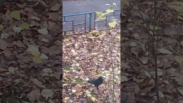 Разве сразу найдешь 