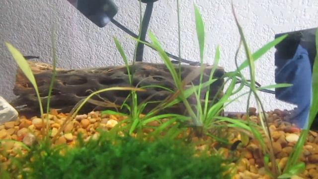 Shrimp Update #2- Black Rose Shrimp смотреть онлайн