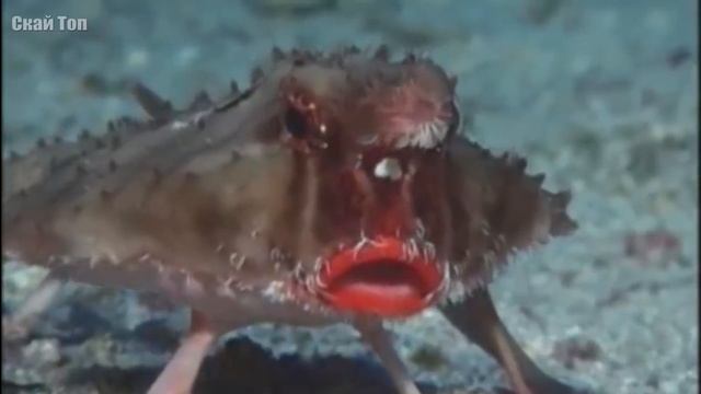 Самые необычные животные, о которых вы не догадывались!