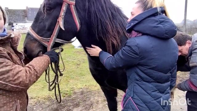 ПОКУПАТЕЛИ ПРИЕХАЛИ КУПИТЬ ЛОШАДЬ/ КАК ВЫБРАТЬ ЛОШАДЬ смотреть онлайн