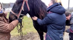 ПОКУПАТЕЛИ ПРИЕХАЛИ КУПИТЬ ЛОШАДЬ/ КАК ВЫБРАТЬ ЛОШАДЬ