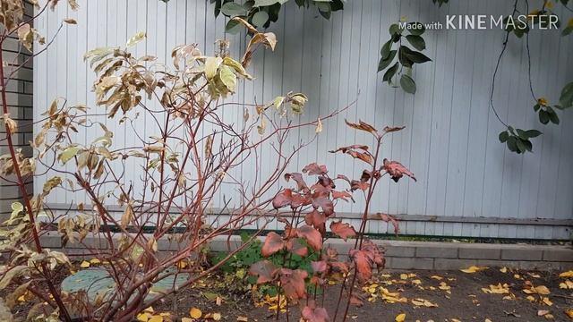 Оформление сада от А до Я. Композиции в саду. Зонирование пространства участка.Часть1 смотреть онлайн