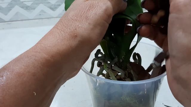 Обзор и пересадка орхидеи Wild Cat или Дикого кота. смотреть онлайн