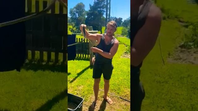 Rescuing The Worlds Deadliest Tree Snake ( Boomslang)#animals #shorts смотреть онлайн