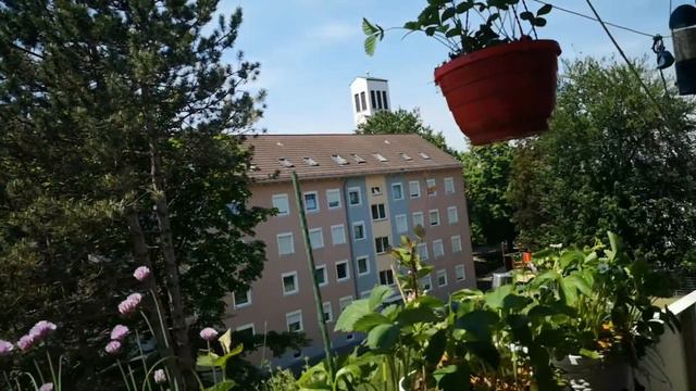 Planting Summer Flowers Petunia In Balcony! #gardeningingermany #balconygarden