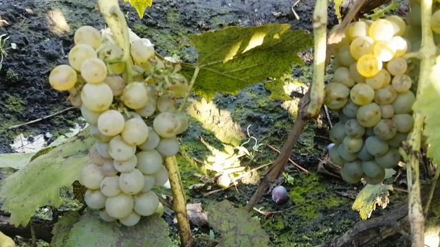 Виноград в Сибири .Измерение сахара . смотреть онлайн