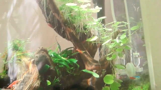 Мой аквариум, пирлинг (пузыряние) растений смотреть онлайн