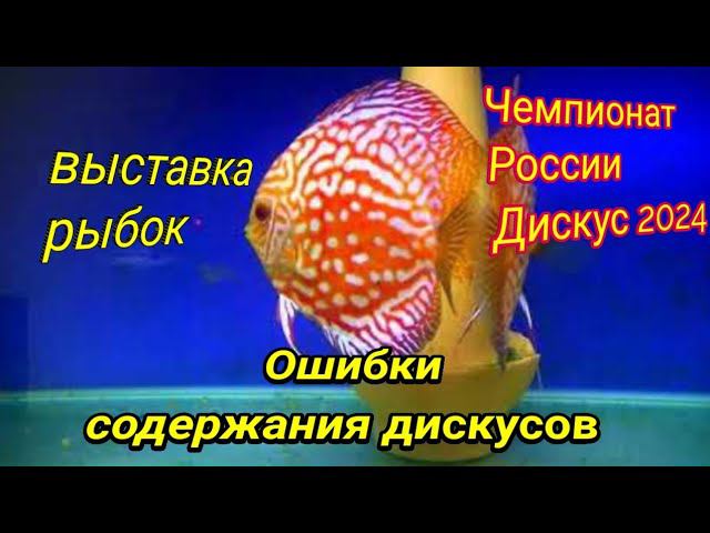 Выставка рыбок. Чемпионат Дискусоводов. Ошибки содержания Дискусов смотреть онлайн