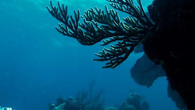 CUBA Scubadiving - Varadero Coral Beach