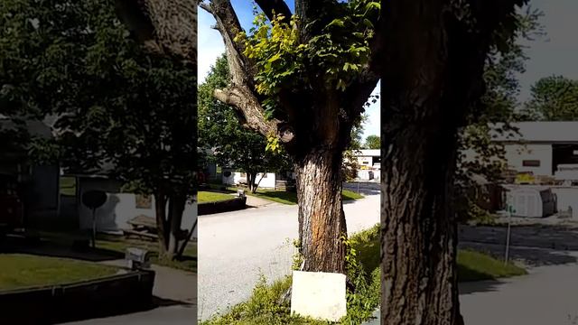 Love Creek Road (Hug a F'n Tree) - Music from our porch (Washburn Rover) (LYRICS) смотреть онлайн
