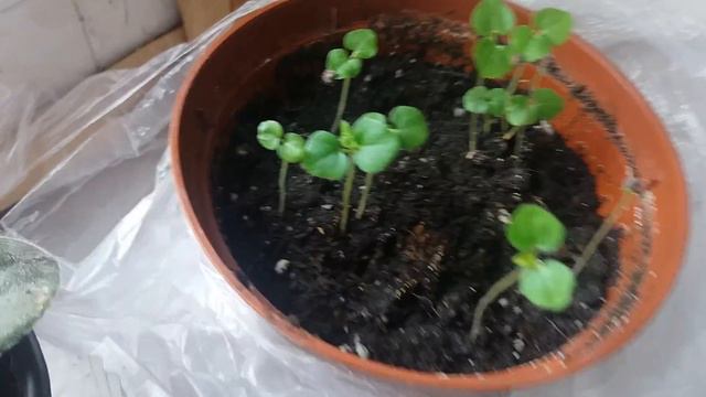 Фиалки цветут. смотреть онлайн