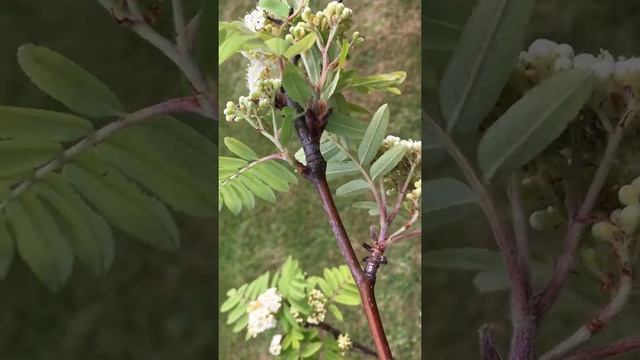 Rowan (Sorbus aucuparia) - branch, leaves & flowers - May 2018 смотреть онлайн