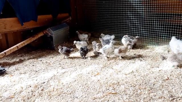 Отвечаю на вопросы про наших курочек. Китайские шёлковые. смотреть онлайн