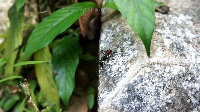 Natural Ant Killer on How to Get Rid of Ants and Ant Bites смотреть онлайн