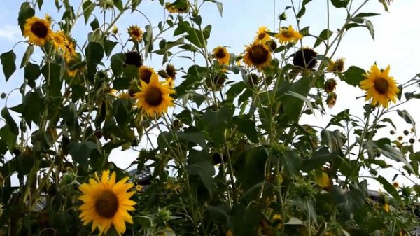 「ひまわり　Sunflower」（伊映画1970）～ギターアンサンブル