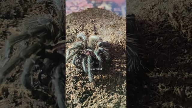 Кормление пауков птицеедов