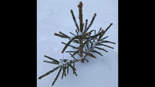 Лариса Миллер А жизнь это пытка, и дар, и мученье #философскаялирика #современнаяпоэзия смотреть онлайн