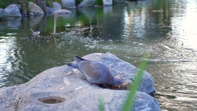 Японский сад Буэнос-Айреса смотреть онлайн