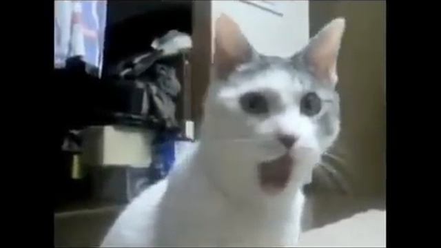 Omg cat Skyrim reaccion al ver el trailer смотреть онлайн