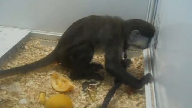 Поход на выставку животных-1 / Exhibition of the animals-1 смотреть онлайн