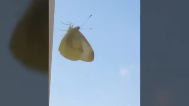 Смотрите какие бабочки смотреть онлайн