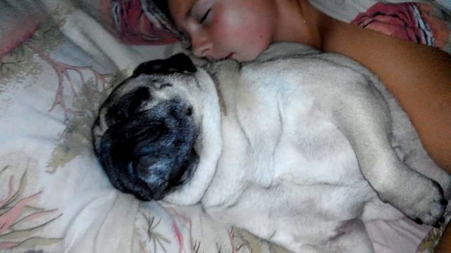 Мопс жутко храпит ))))) Ржач , прикол !!! смотреть онлайн