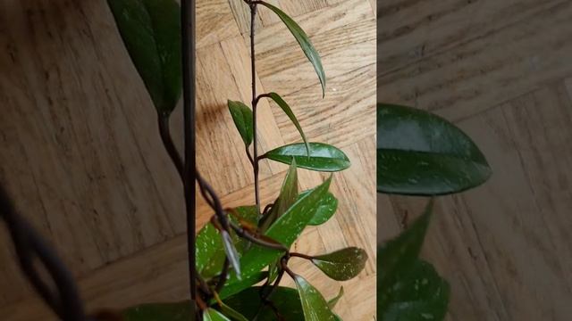 Hoya Carnosa Splash | Close-Up смотреть онлайн